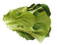 Salade Romaine De France à La Pièce